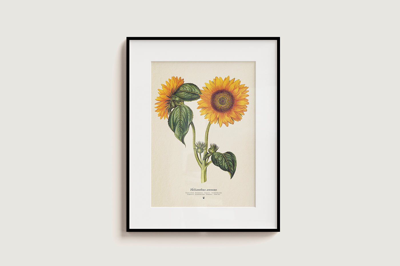 Sunflower - Helianthus annus - Pop-Up Figure
