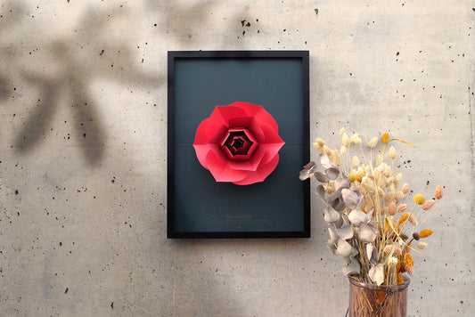 Rose - Rosa centifolia - Pop-Up Figure