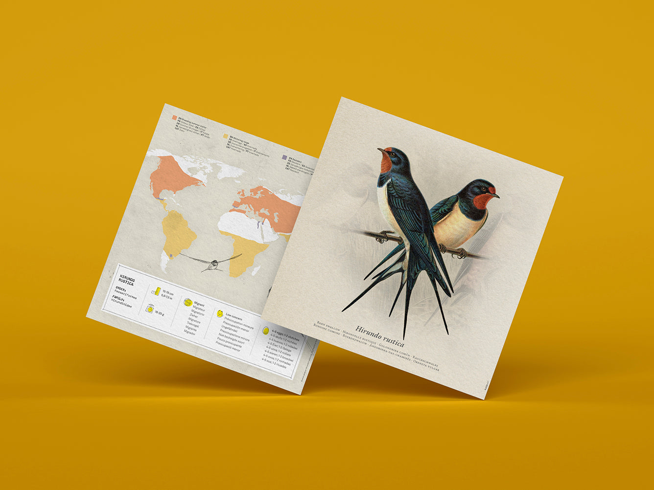 Barn Swallow - Hirundo Rustica - Paper Figure 3D