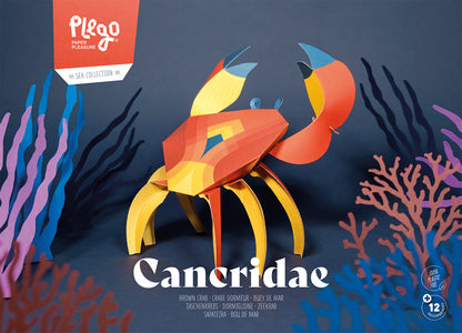 Crab - Cancridae - Paper Figure 3D