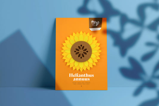 Sunflower - Helianthus annus - Pop-Up Figure