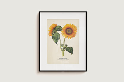 Sunflower - Helianthus annus - Pop-Up Figure