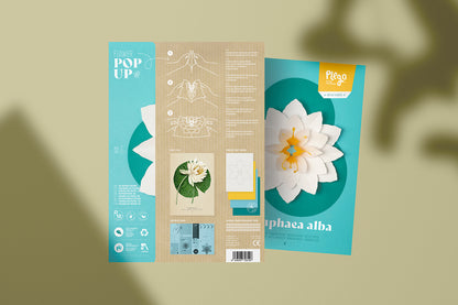 White Waterlily - Nymphaea alba - Pop-Up Figure