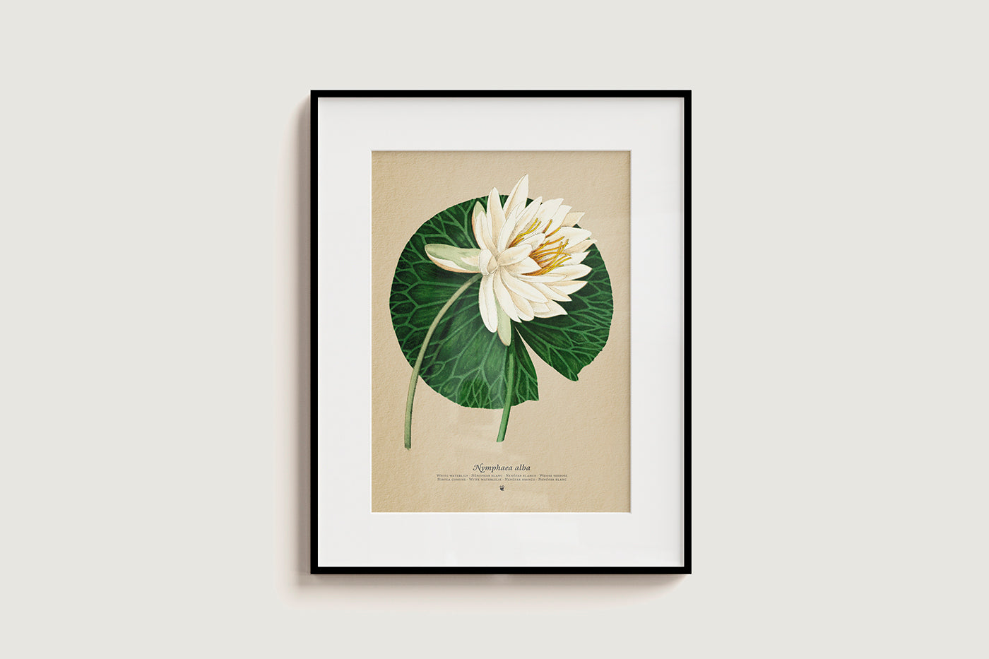 White Waterlily - Nymphaea alba - Pop-Up Figure