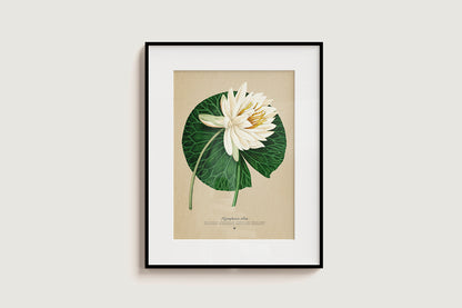 White Waterlily - Nymphaea alba - Pop-Up Figure