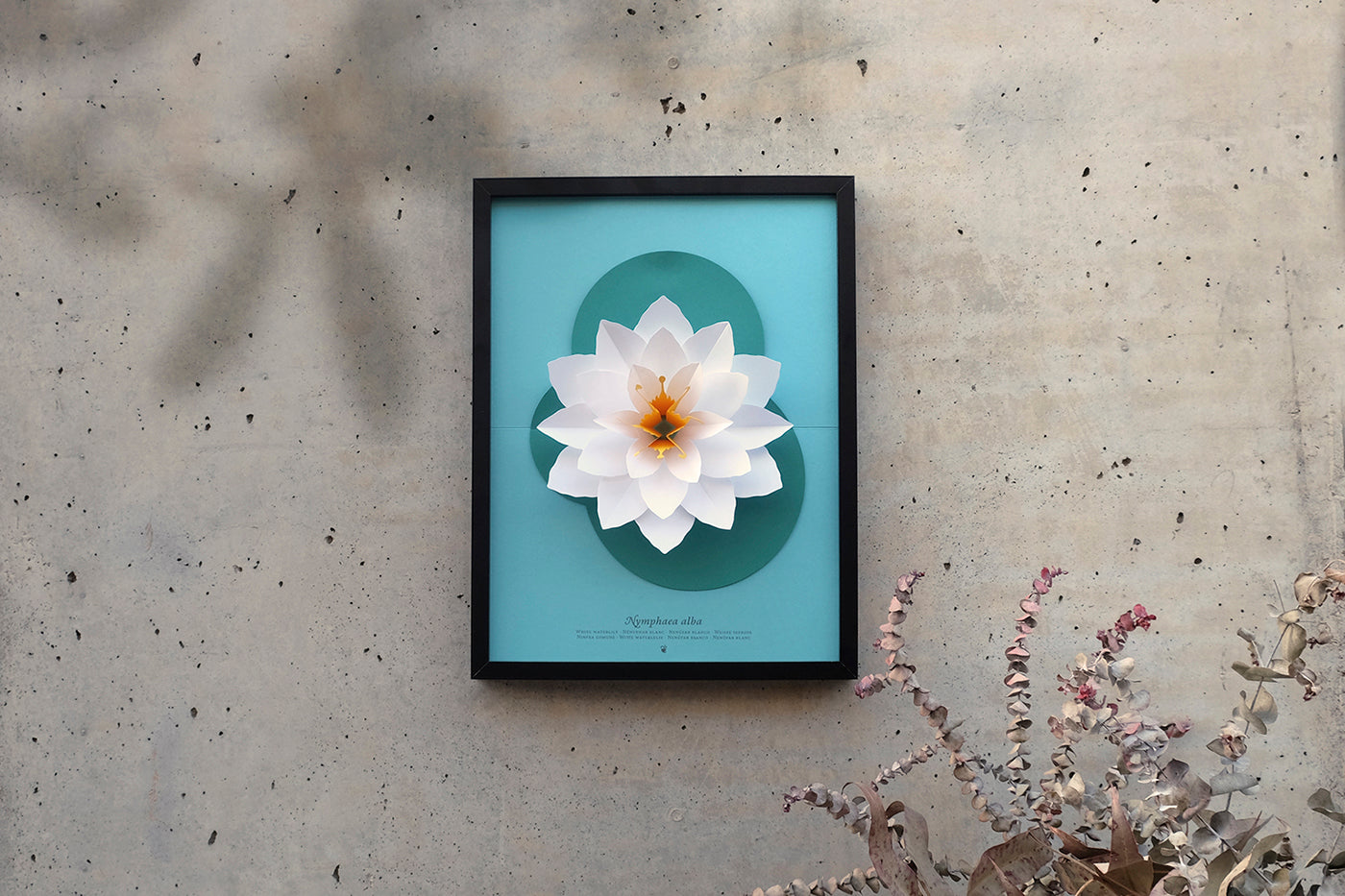 White Waterlily - Nymphaea alba - Pop-Up Figure