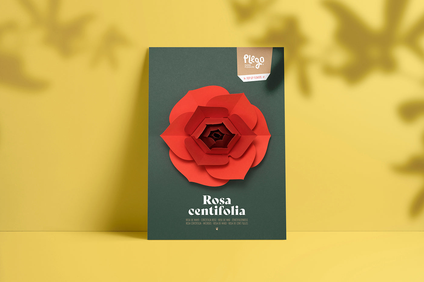 Rose - Rosa centifolia - Pop-Up Figure