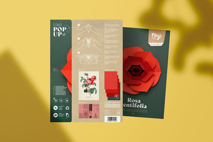 Rose - Rosa centifolia - Pop-Up Figure