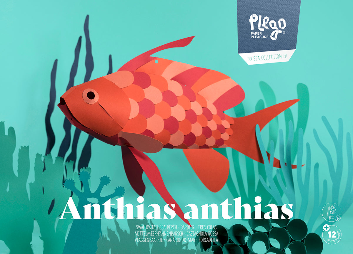 Swallow Sea Perch - Anthias anthias - Paper Figure 3D