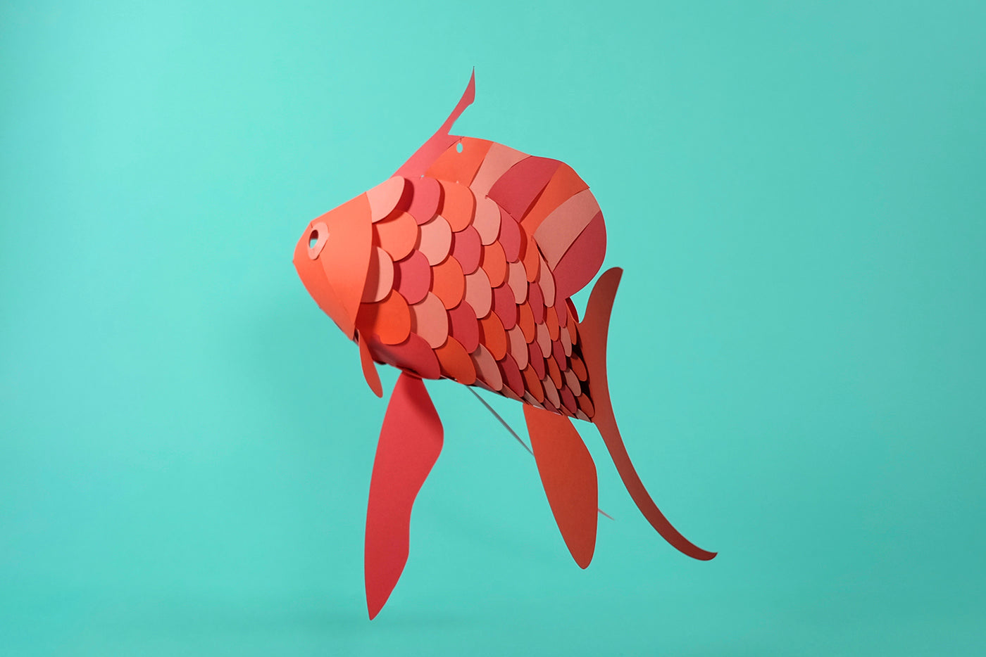 Swallow Sea Perch - Anthias anthias - Paper Figure 3D
