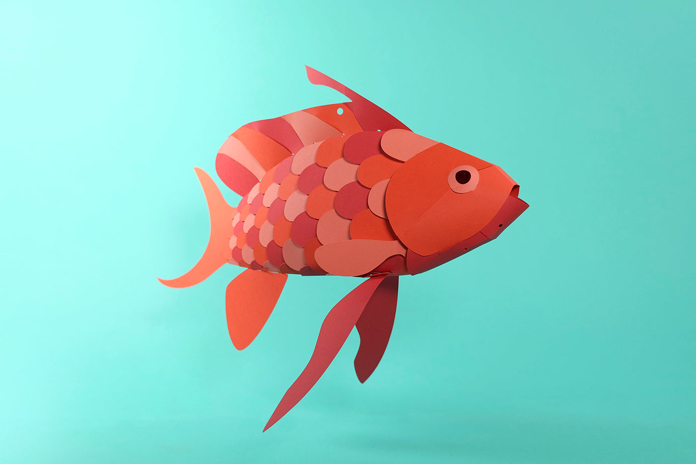 Swallow Sea Perch - Anthias anthias - Paper Figure 3D