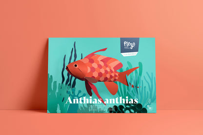 Swallow Sea Perch - Anthias anthias - Paper Figure 3D