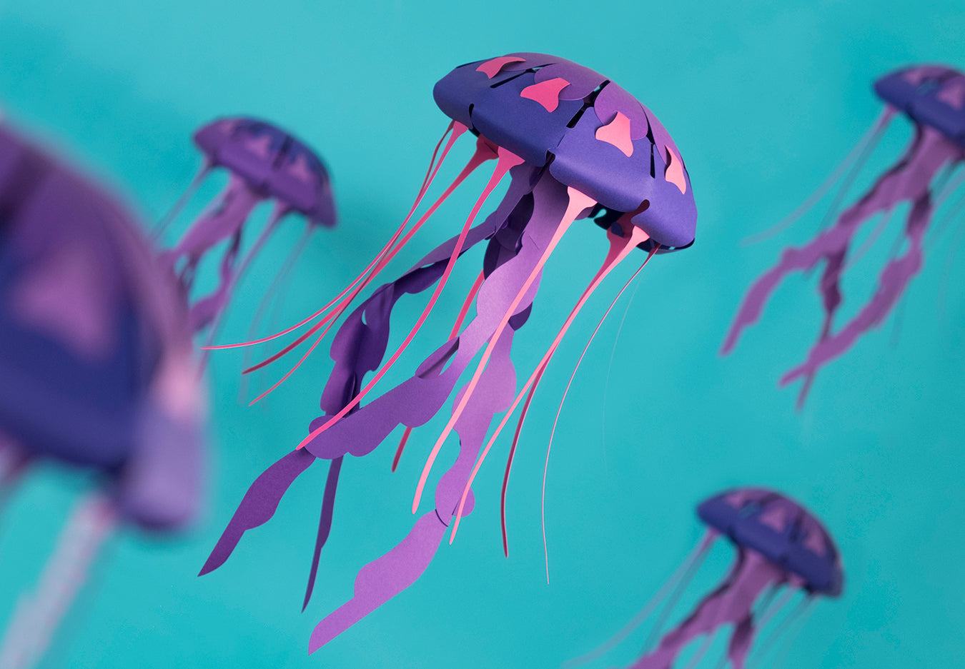 Compass - Jellyfish - Chrysaora hysoscella - Paper Figure 3D