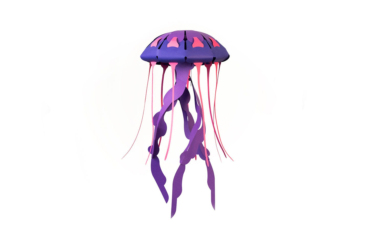 Compass - Jellyfish - Chrysaora hysoscella - Paper Figure 3D