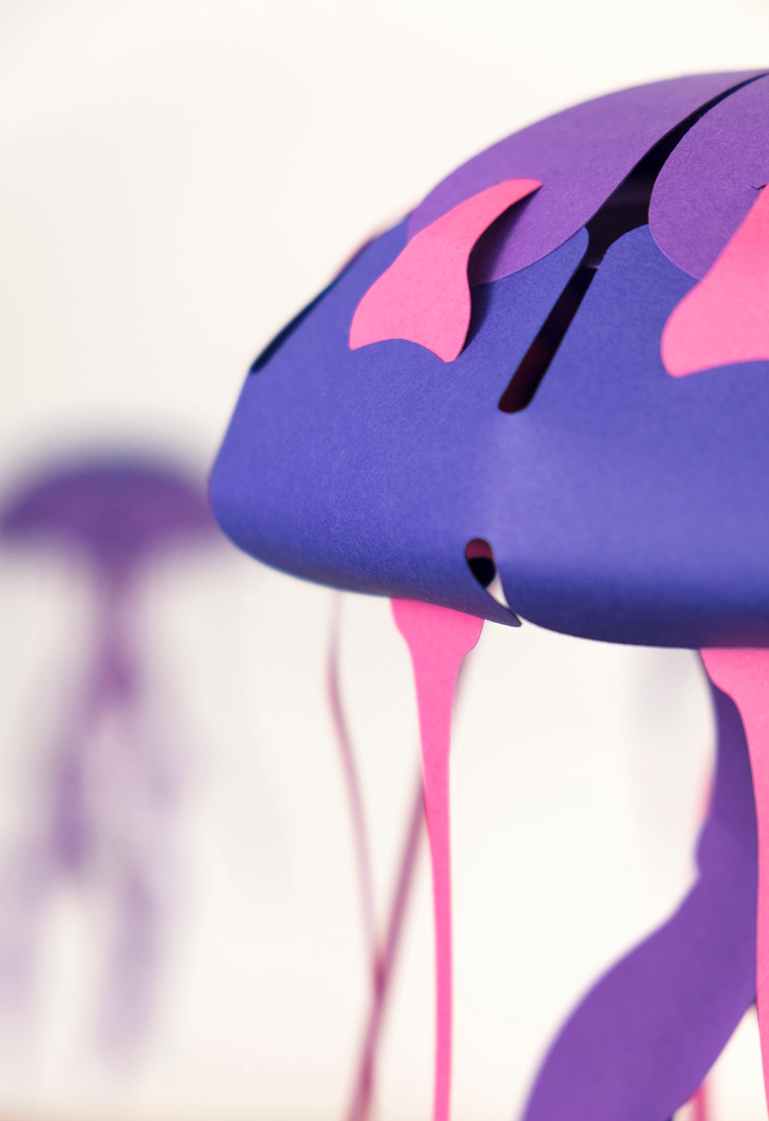 Compass - Jellyfish - Chrysaora hysoscella - Paper Figure 3D