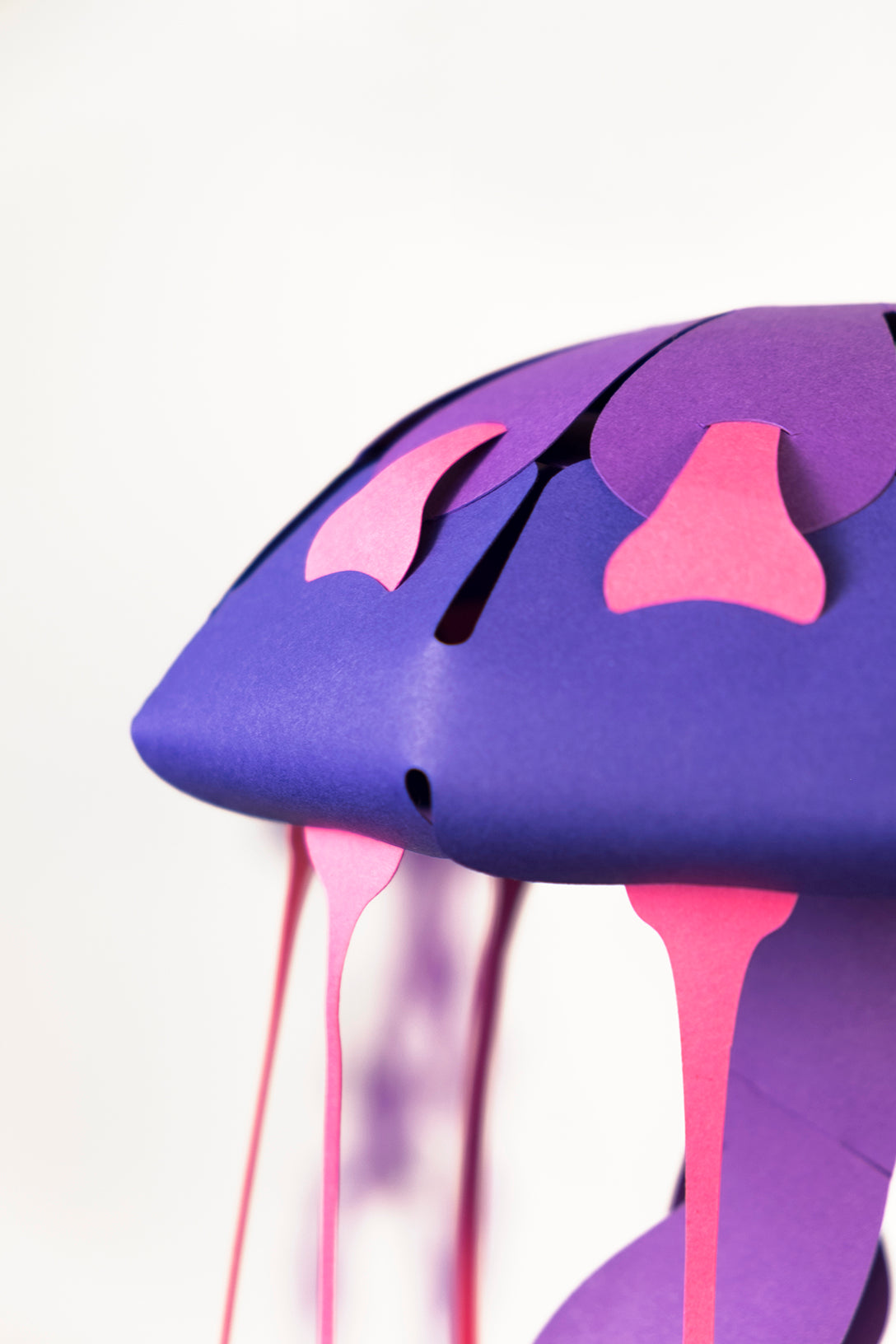 Compass - Jellyfish - Chrysaora hysoscella - Paper Figure 3D