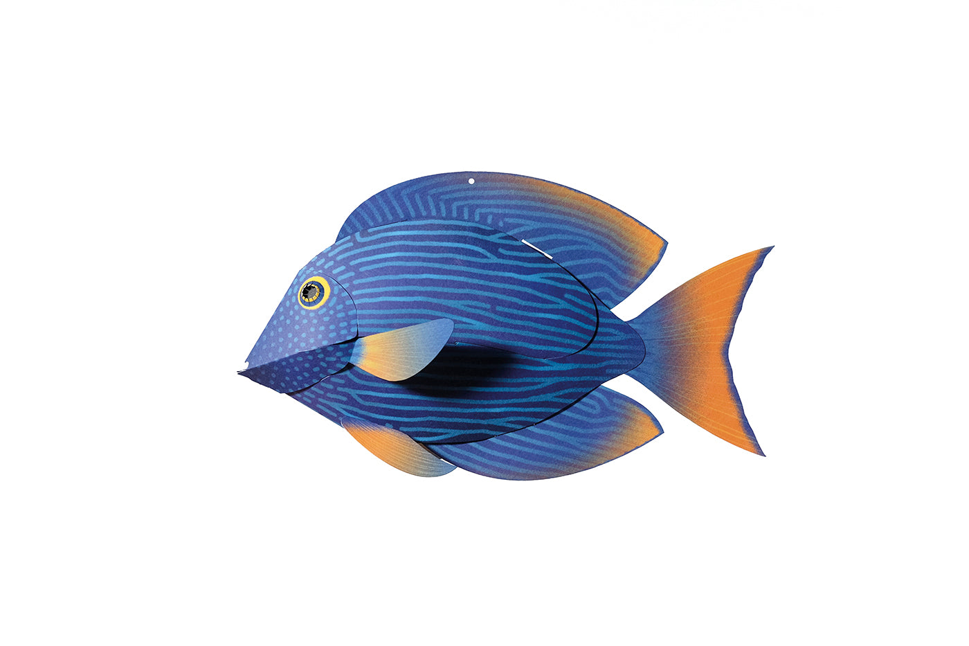 Surgeonfish - Ctenochaetus Strigosus - Paper Figure 3D