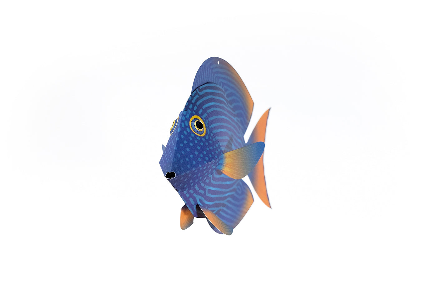 Surgeonfish - Ctenochaetus Strigosus - Paper Figure 3D