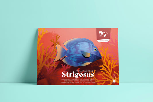 Surgeonfish - Ctenochaetus Strigosus - Paper Figure 3D