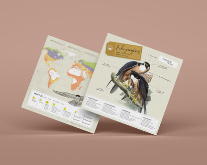 Peregrine Falcon - Falco Peregrinus - Paper Figure 3D