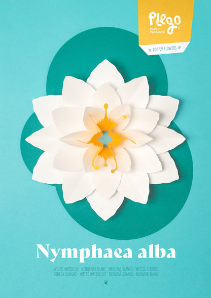 White Waterlily - Nymphaea alba - Pop-Up Figure