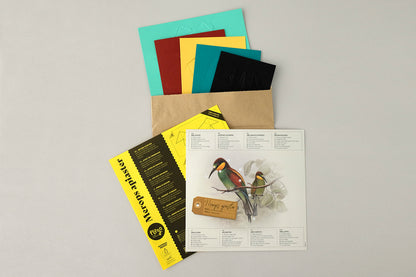 Bee-Eater - Merops apiaster - Paper Figure 3D