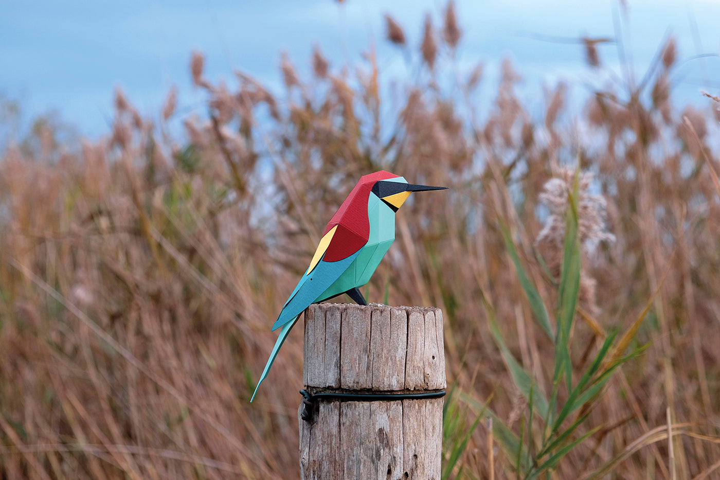 Bee-Eater - Merops apiaster - Paper Figure 3D