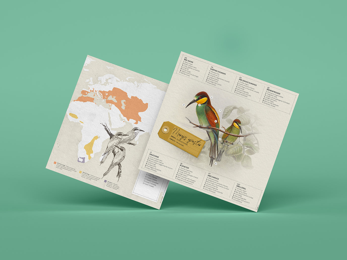 Bee-Eater - Merops apiaster - Paper Figure 3D