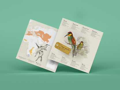 Bee-Eater - Merops apiaster - Paper Figure 3D
