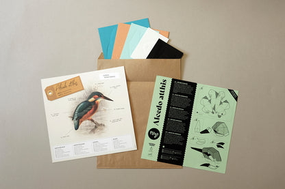 Common Kingfisher - Alcedo atthis - Paper Figure 3D