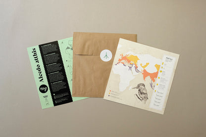 Common Kingfisher - Alcedo atthis - Paper Figure 3D