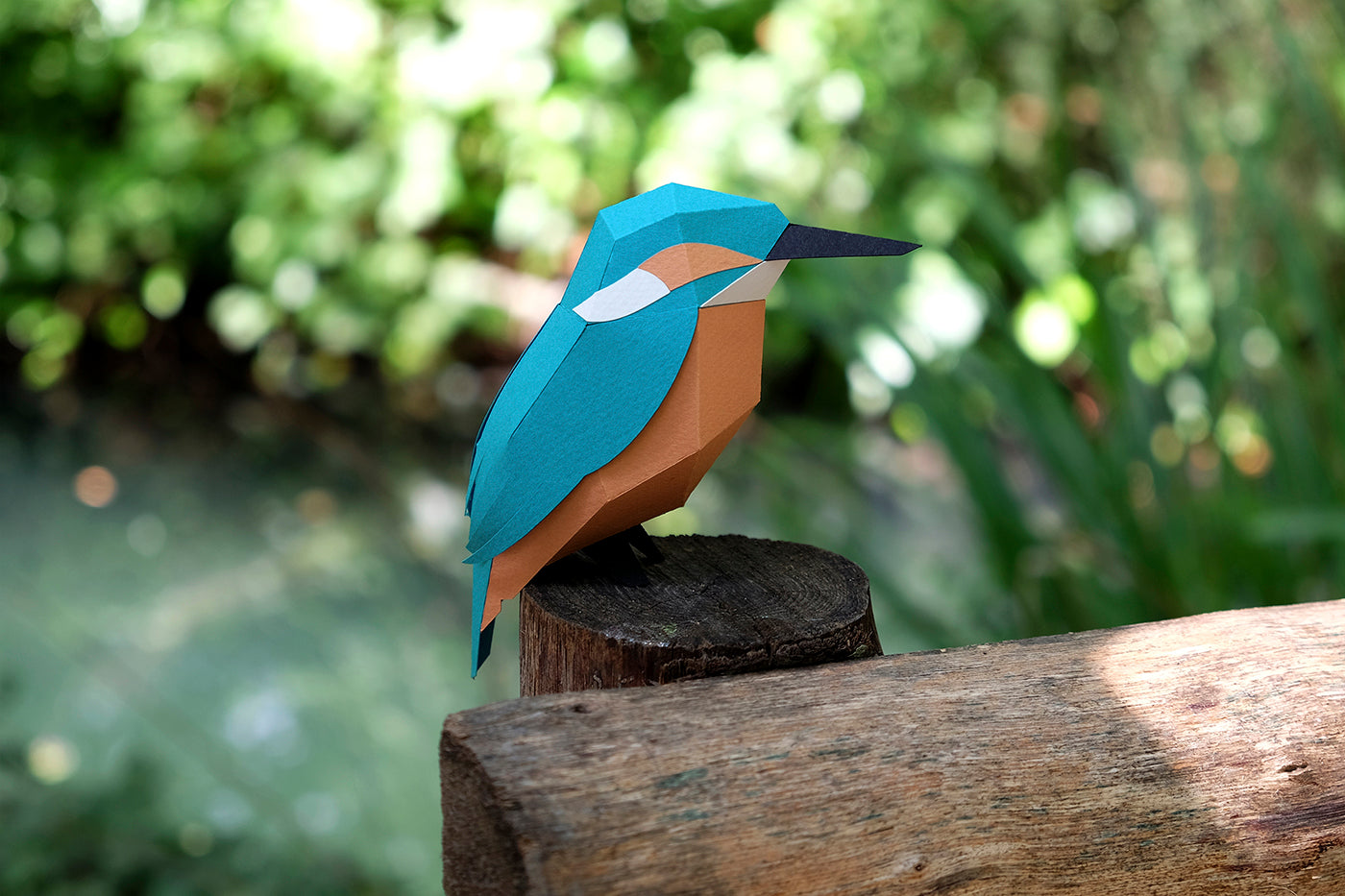 Common Kingfisher - Alcedo atthis - Paper Figure 3D