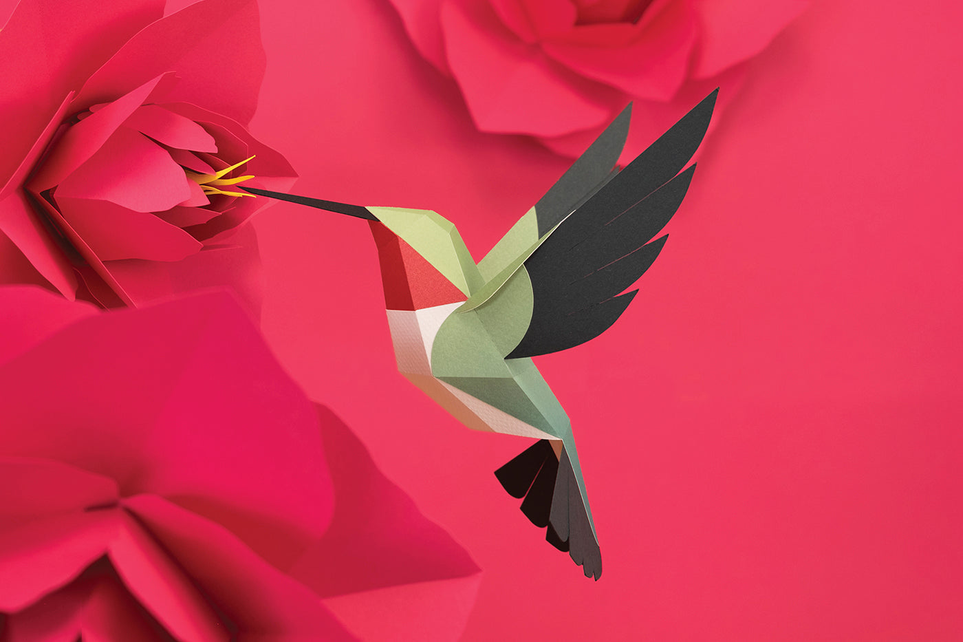 Broad-tailed Hummingbird - Selasphorus platycercus - Paper Figure 3D