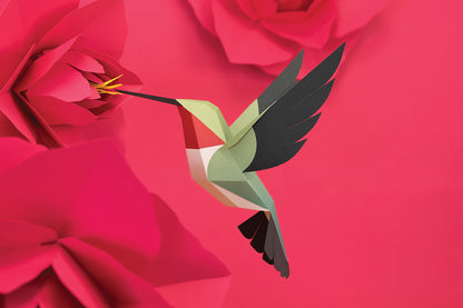 Broad-tailed Hummingbird - Selasphorus platycercus - Paper Figure 3D