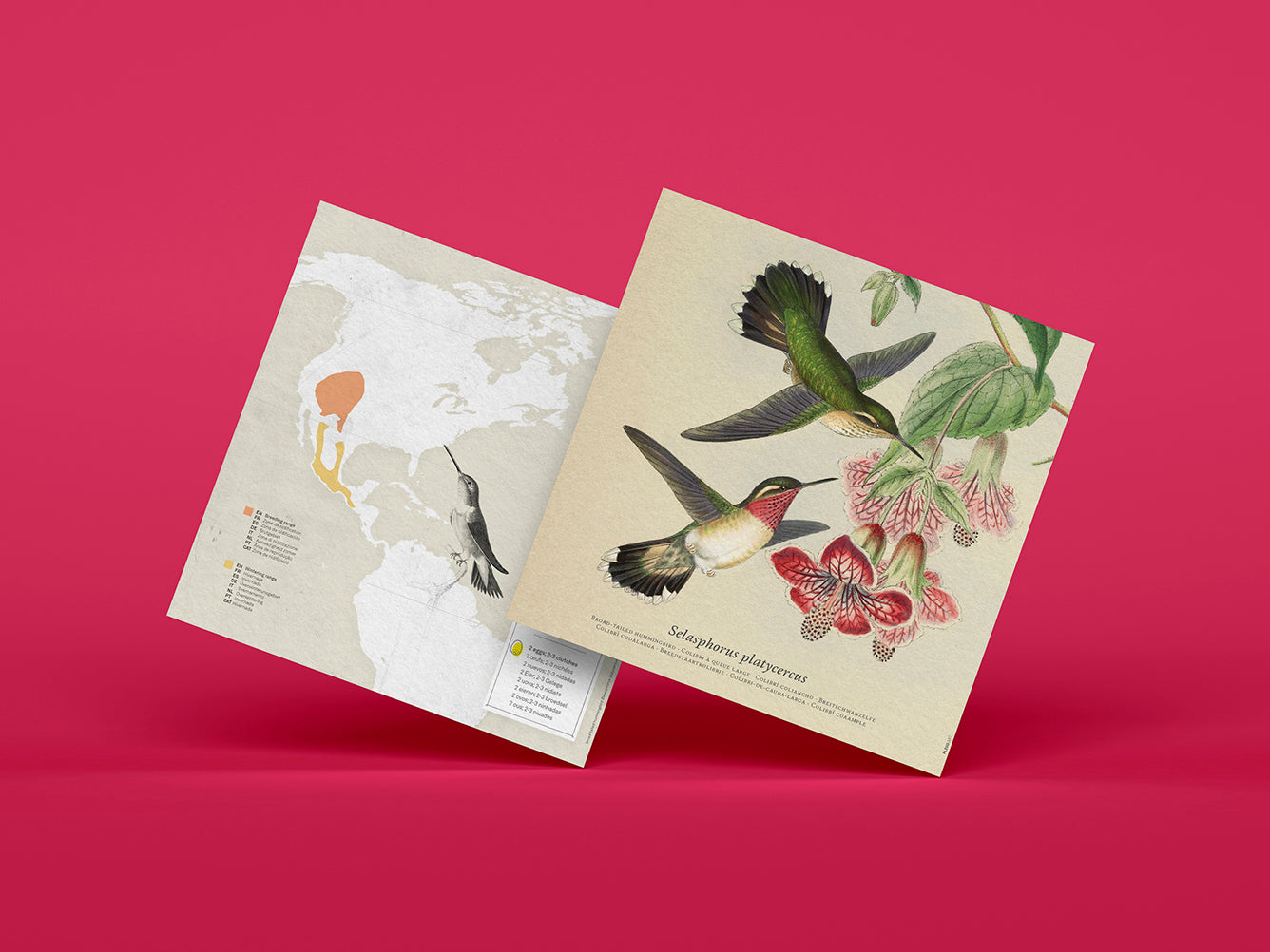 Broad-tailed Hummingbird - Selasphorus platycercus - Paper Figure 3D