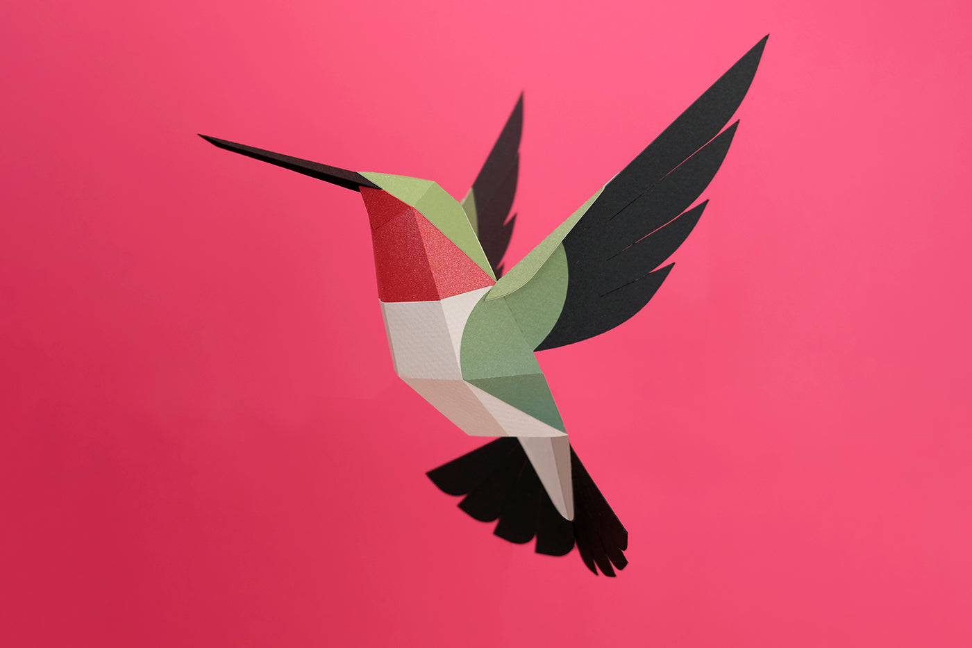 Broad-tailed Hummingbird - Selasphorus platycercus - Paper Figure 3D
