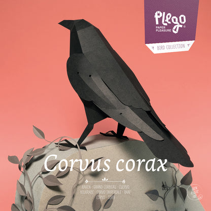 Raven - Corvus corax - Paper Figure 3D