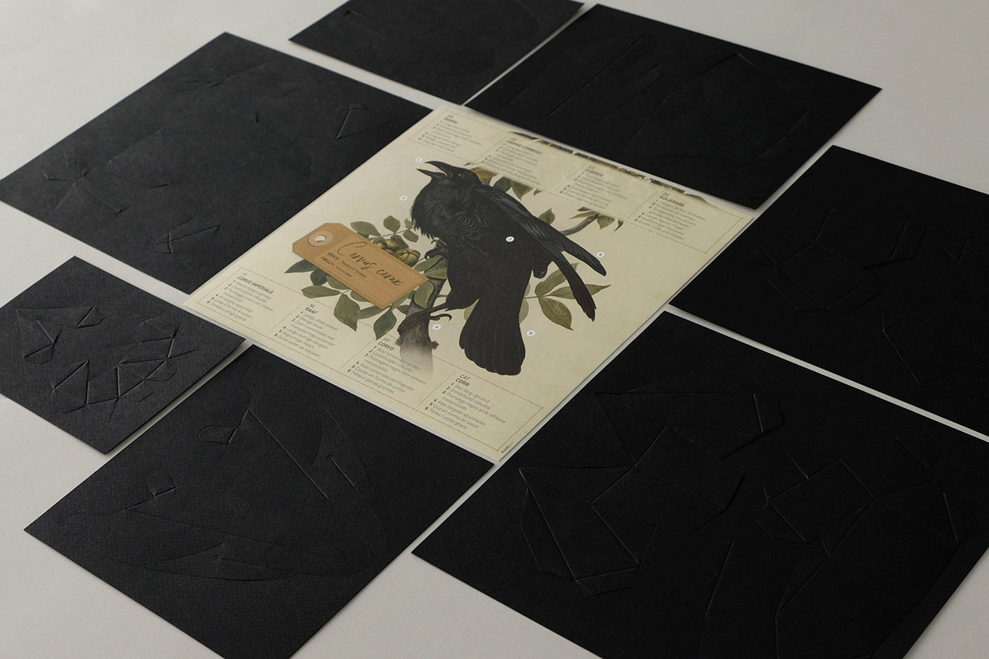 Raven - Corvus corax - Paper Figure 3D