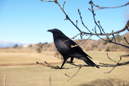 Raven - Corvus corax - Paper Figure 3D