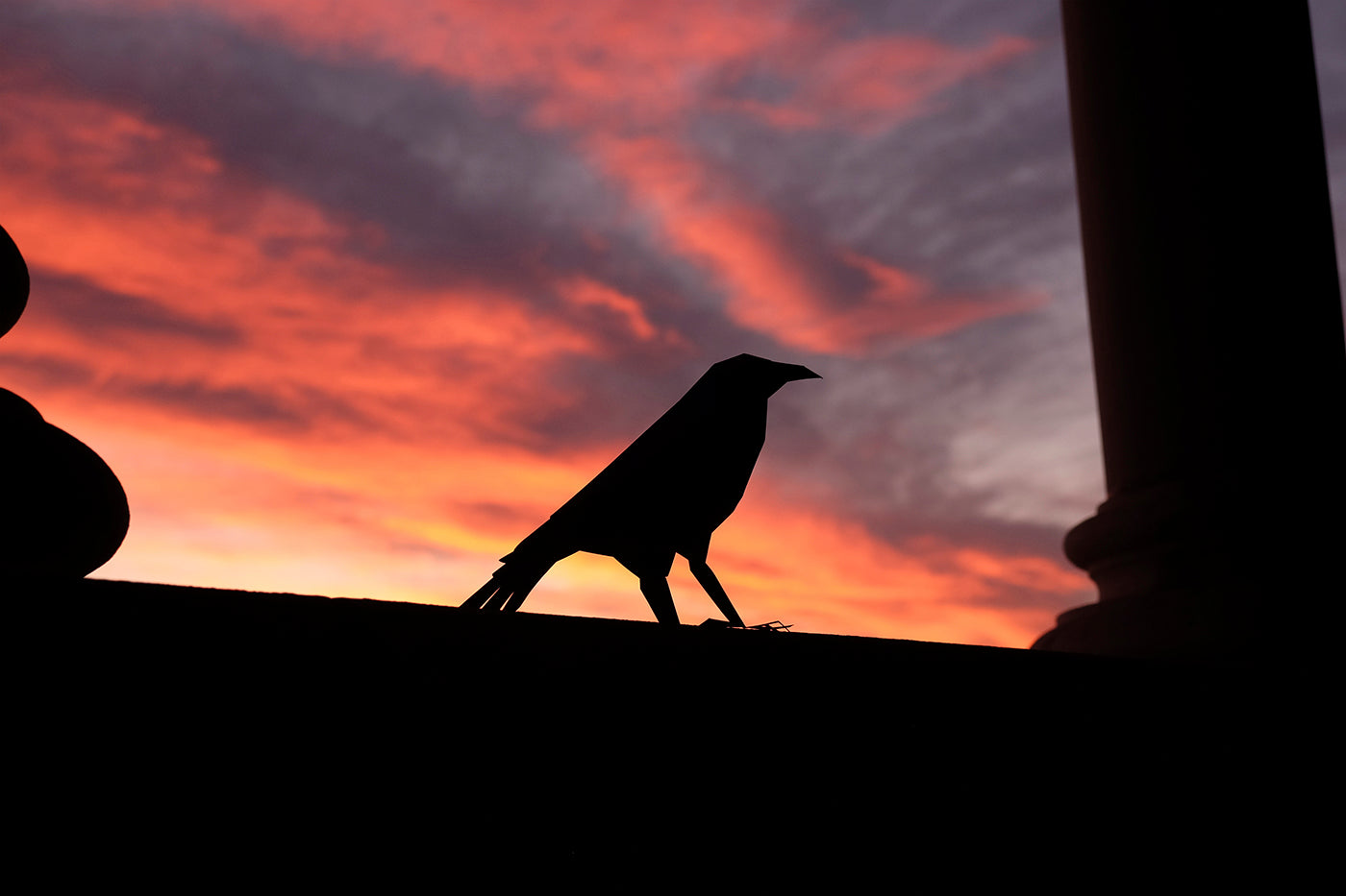 Raven - Corvus corax - Paper Figure 3D