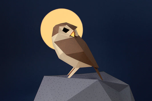 Little Owl - Athene noctua - Paper Figure 3D