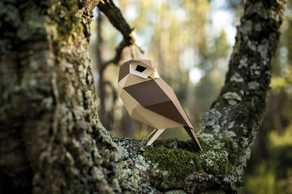 Little Owl - Athene noctua - Paper Figure 3D