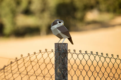 Little Owl - Athene noctua - Paper Figure 3D