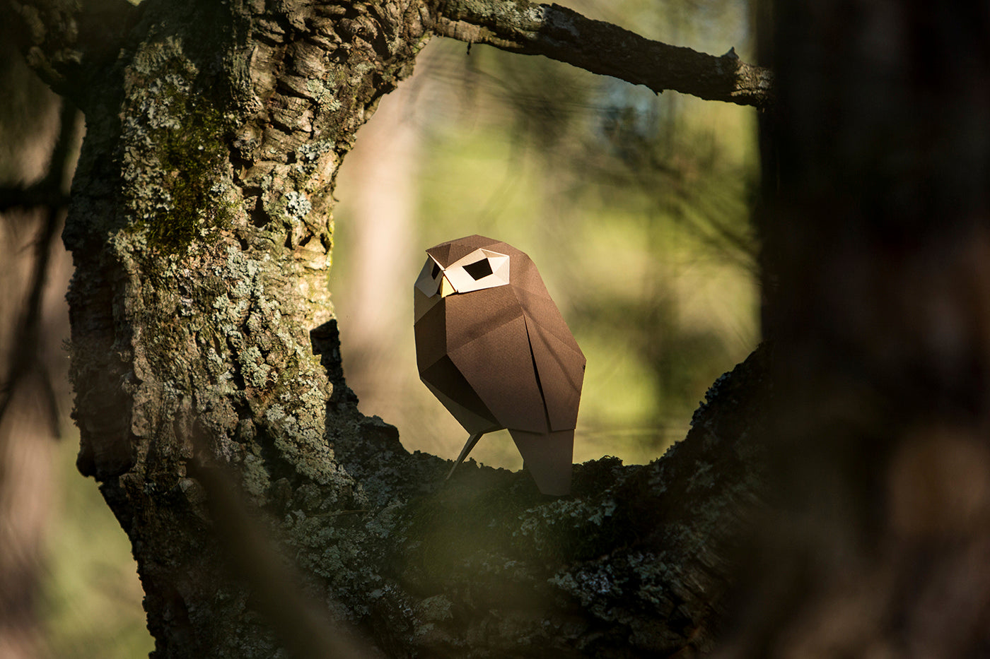 Little Owl - Athene noctua - Paper Figure 3D
