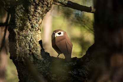 Little Owl - Athene noctua - Paper Figure 3D