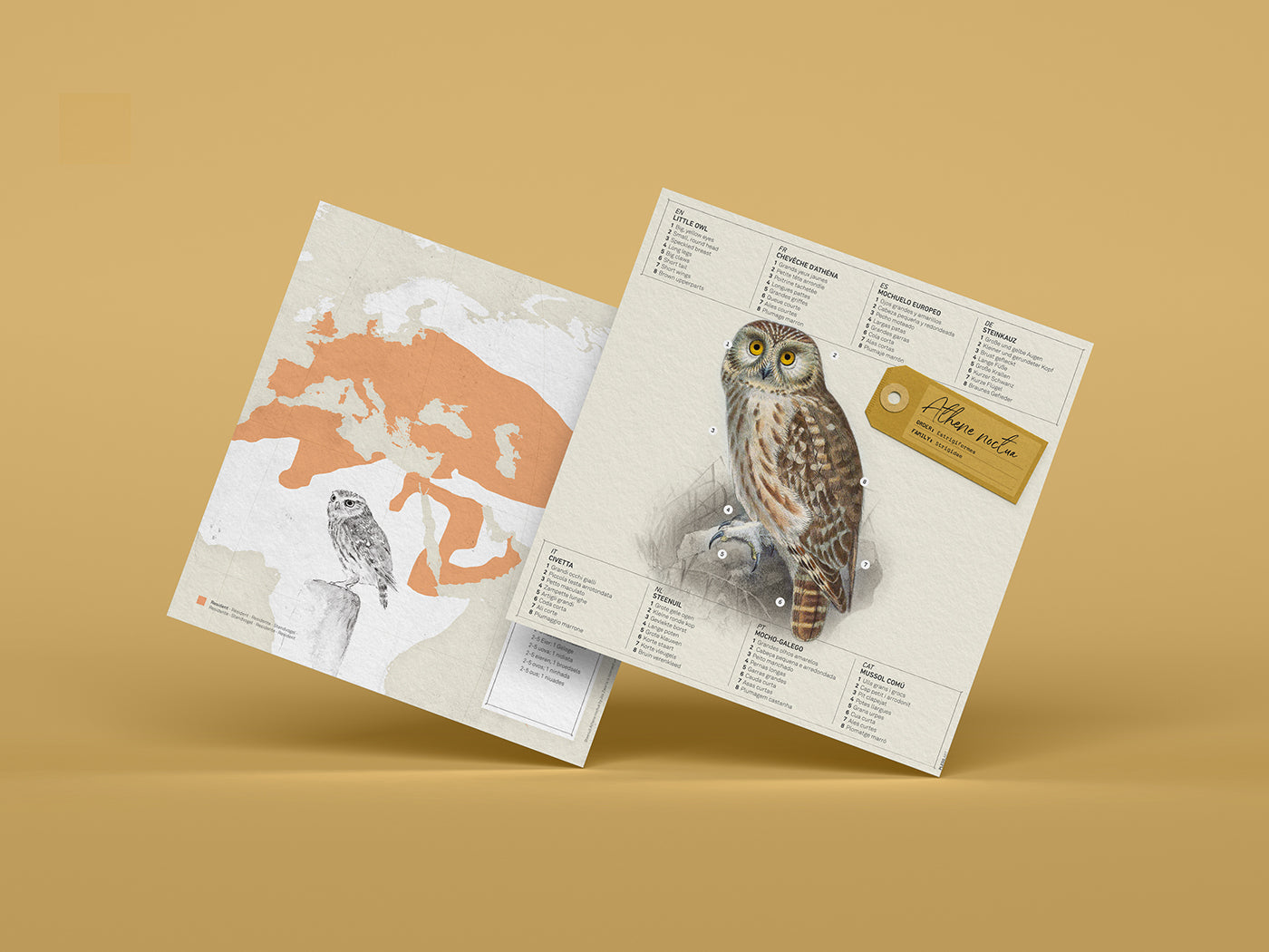 【未使用品】 little owl Little Owl - Athene noctua - Paper Figure 3D – Today is Art Day
