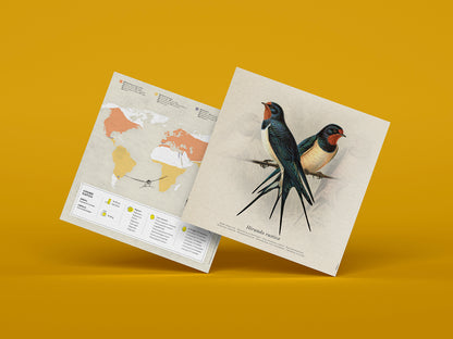 Barn Swallow - Hirundo Rustica - Paper Figure 3D