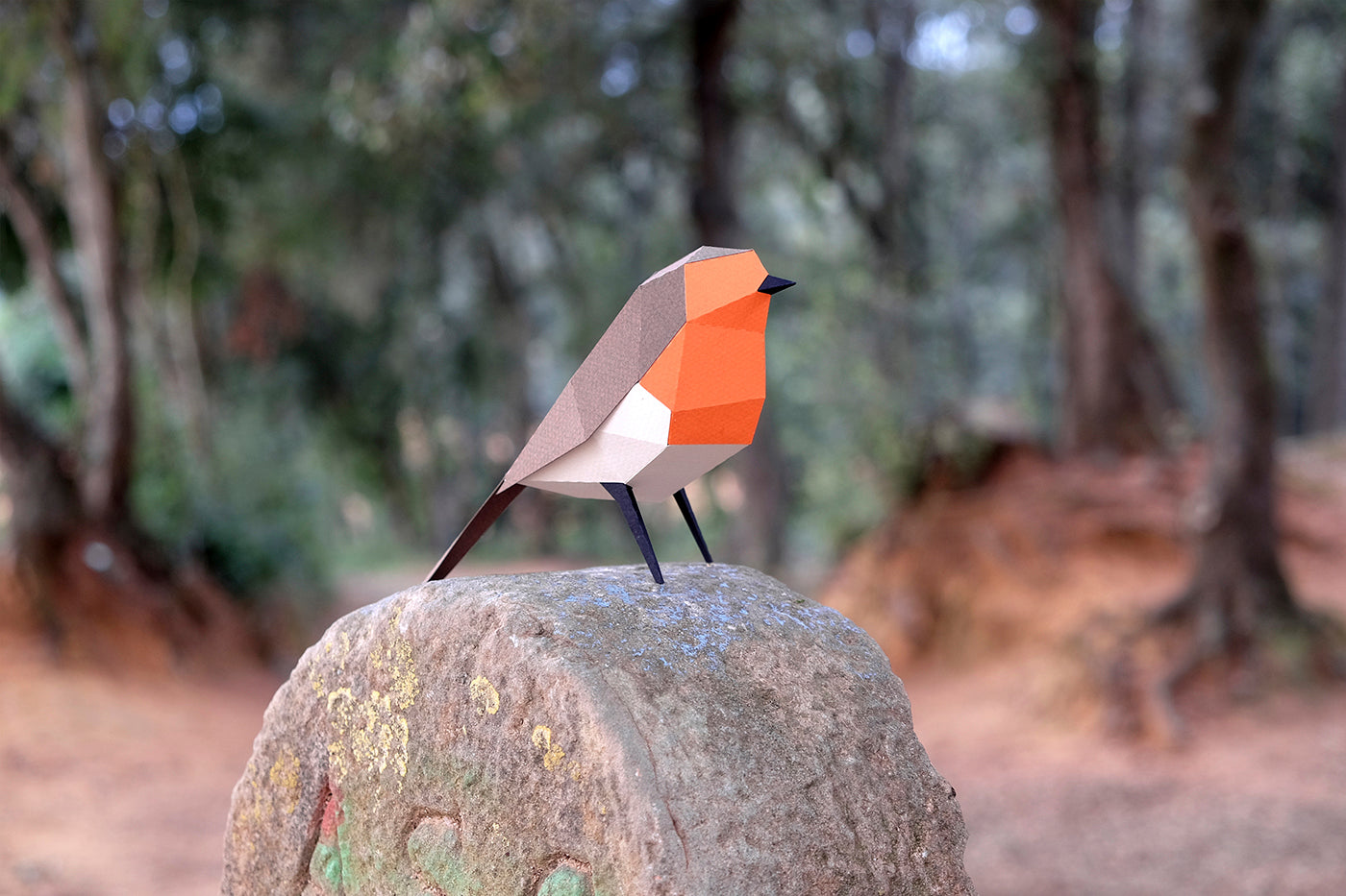European Robin - Erithacus rubecula - Paper Figure 3D