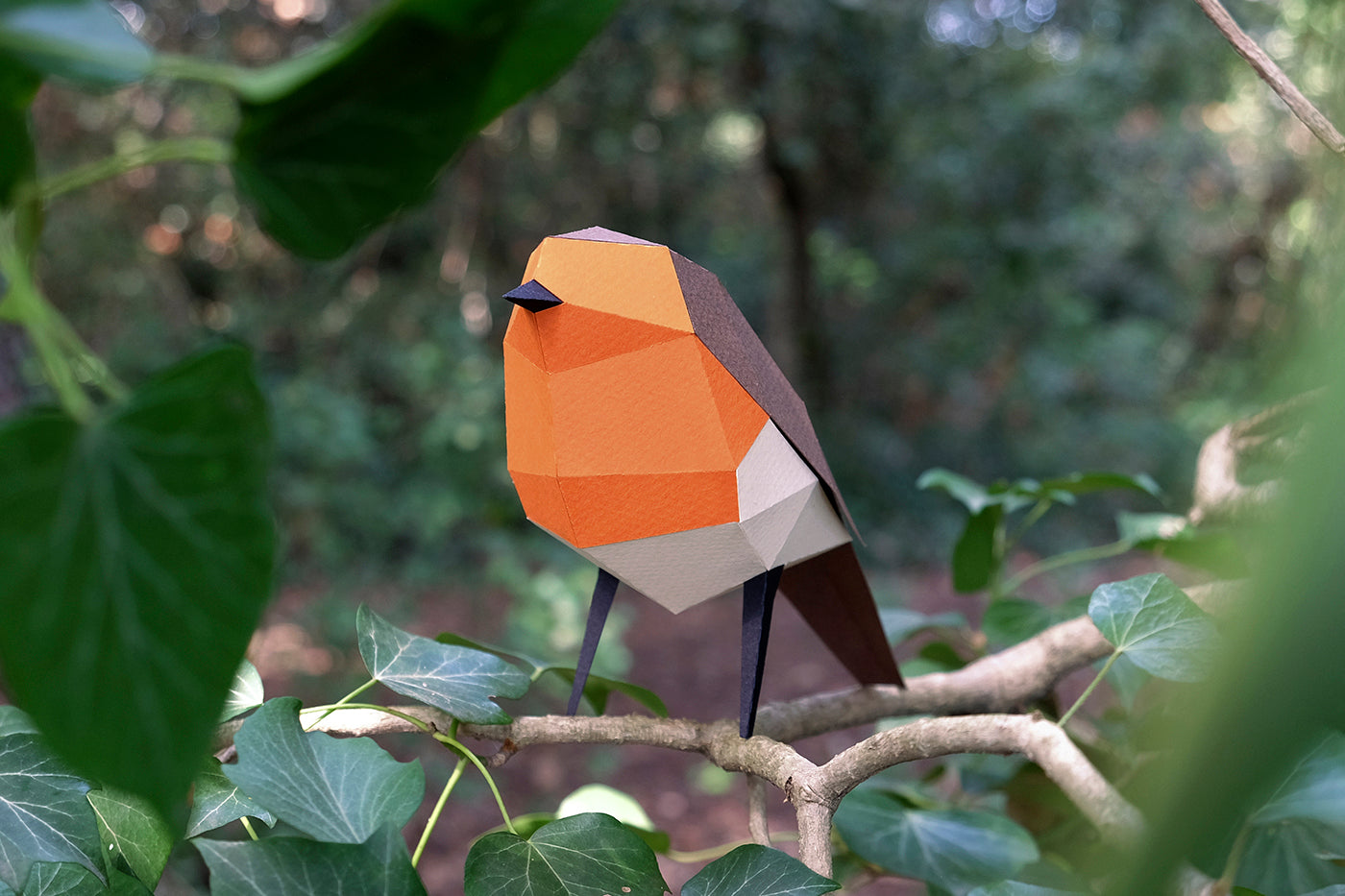 European Robin - Erithacus rubecula - Paper Figure 3D