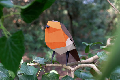 European Robin - Erithacus rubecula - Paper Figure 3D